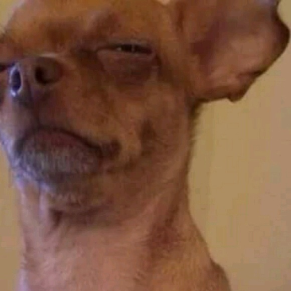 Meet your Posher, Jasmine - Picture 1 of 1